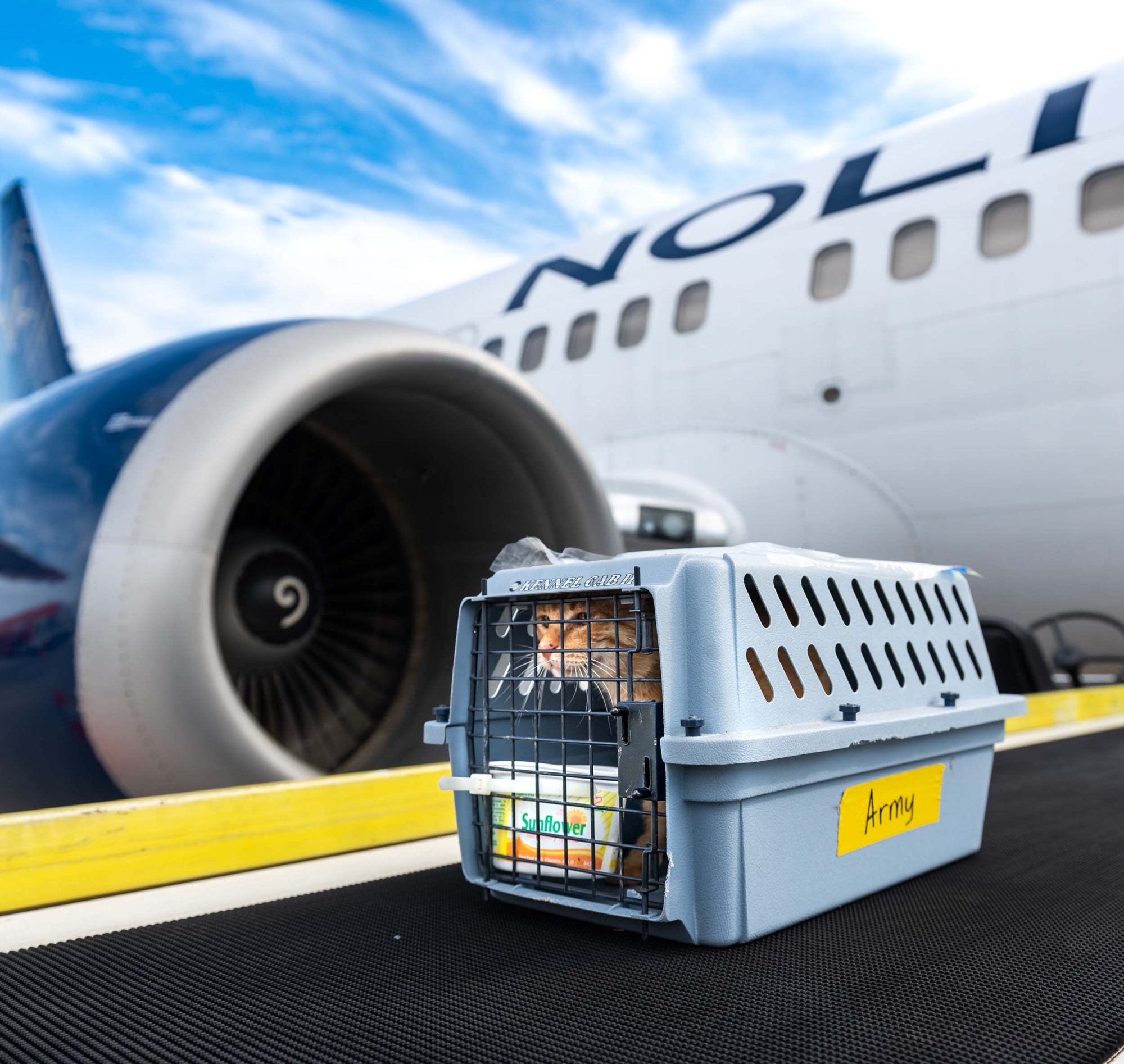 Un animal est dans une cage de transport étiquetée "Army" sur le tarmac d'un aéroport, avec un avion en arrière-plan.
